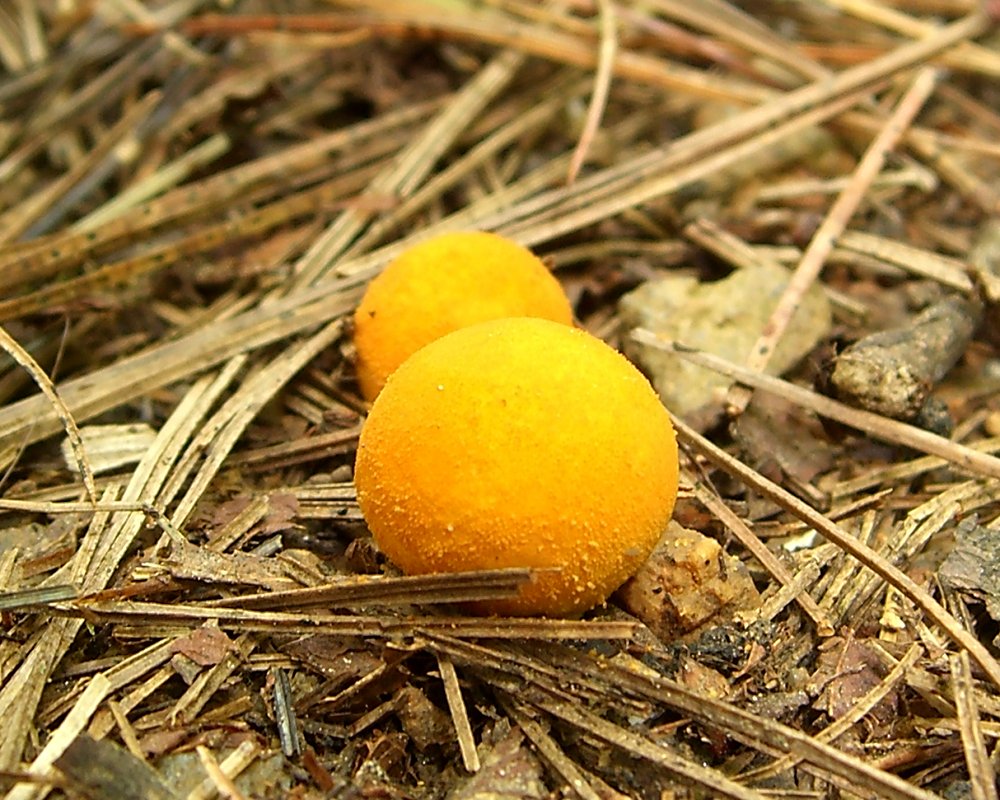 Two bright yellow spherical puffball mushrooms growing on forest floor covered with dry pine needles and small pieces of wood.